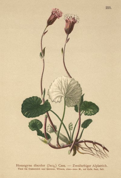 Verfärbtes Huflattich (Homogyne discolor) von German School